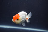 Tancho Lionchu  Red White 3.5 Inch (ID#1108R2c-78) Free2Day SHIPPING