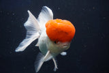 Thai Oranda  Red Cap 5 Inch (ID#1018To13a-51) Free2Day SHIPPING