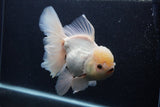 Giant Thai Oranda  Tricolor 7.5 Inch (ID#0103T13a-112)