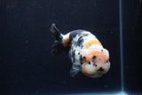 Milk Cow Ranchu  Calico 4.5 Inch (ID#1224R10c-83) Free2Day SHIPPING