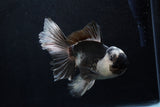 Thai Oranda  Panda 5.5 Inch (ID#1206To6b-102)