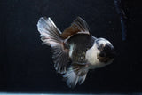 Thai Oranda  Panda 5.5 Inch (ID#1206To6b-102)