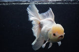 Giant Thai Oranda  Tricolor 7.5 Inch (ID#0103T13a-112)