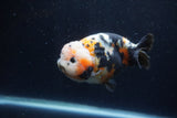 Milk Cow Ranchu  Calico 4.5 Inch (ID#1224R10c-83) Free2Day SHIPPING