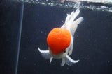 Thai Oranda  Red Cap 5 Inch (ID#1018To13a-52) Free2Day SHIPPING