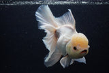 Giant Thai Oranda  Tricolor 7.5 Inch (ID#0103T13a-112)