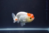 Tancho Lionchu  Red White 3.5 Inch (ID#1108R2c-78) Free2Day SHIPPING