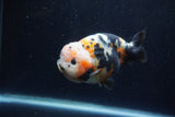 Milk Cow Ranchu  Calico 4.5 Inch (ID#1224R10c-83) Free2Day SHIPPING