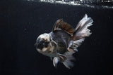 Thai Oranda  Panda 5.5 Inch (ID#1206To6b-102)