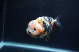 Milk Cow Ranchu  Calico 4.5 Inch (ID#1224R10c-83) Free2Day SHIPPING