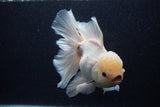 Giant Thai Oranda  Tricolor 7.5 Inch (ID#0103T13a-112)