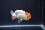 Tancho Lionchu  Red White 3.5 Inch (ID#1108R2c-78) Free2Day SHIPPING