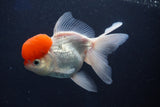 Thai Oranda  Red Cap 5 Inch (ID#1018To13a-52) Free2Day SHIPPING