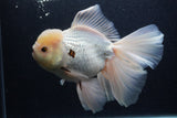 Giant Thai Oranda  Tricolor 7.5 Inch (ID#0103T13a-112)