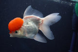 Thai Oranda  Red Cap 5 Inch (ID#1018To13a-52) Free2Day SHIPPING