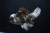 Thai Oranda  Panda 5.5 Inch (ID#1206To6b-102)