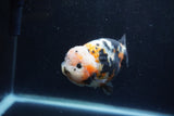 Milk Cow Ranchu  Calico 4.5 Inch (ID#1224R10c-83) Free2Day SHIPPING