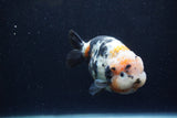 Milk Cow Ranchu  Calico 4.5 Inch (ID#1224R10c-83) Free2Day SHIPPING