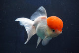 Thai Oranda  Red Cap 5 Inch (ID#1018To13a-52) Free2Day SHIPPING