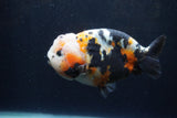 Milk Cow Ranchu  Calico 4.5 Inch (ID#1224R10c-83) Free2Day SHIPPING