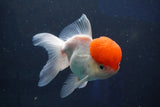 Thai Oranda  Red Cap 5 Inch (ID#1018To13a-52) Free2Day SHIPPING