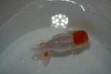 Tancho Lionchu  Red White 3.5 Inch (ID#1108R2c-78) Free2Day SHIPPING