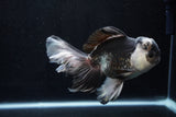 Thai Oranda  Panda 5.5 Inch (ID#1206To6b-102)