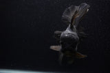 Giant Thai Oranda  Black 7.5 Inch (ID#0107T13a-112)