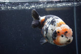 Milk Cow Ranchu  Calico 4.5 Inch (ID#1224R10c-83) Free2Day SHIPPING