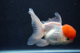 Thai Oranda  Red Cap 5 Inch (ID#1018To13a-52) Free2Day SHIPPING