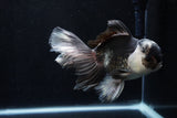 Thai Oranda  Panda 5.5 Inch (ID#1206To6b-102)