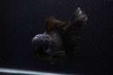 Giant Thai Oranda  Black 7.5 Inch (ID#0107T13a-112)