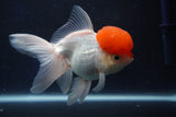 Thai Oranda  Red Cap 5 Inch (ID#1018To13a-52) Free2Day SHIPPING