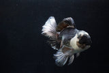 Thai Oranda  Panda 5.5 Inch (ID#1206To6b-102)