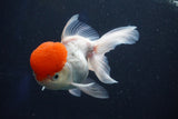 Thai Oranda  Red Cap 5 Inch (ID#1018To13a-52) Free2Day SHIPPING