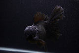 Giant Thai Oranda  Black 7.5 Inch (ID#0107T13a-112)