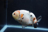 Milk Cow Ranchu  Calico 4.5 Inch (ID#1224R10c-84) Free2Day SHIPPING