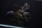 Giant Thai Oranda  Black 7.5 Inch (ID#0107T13a-112)