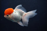 Thai Oranda  Red Cap 5 Inch (ID#1018To13a-52) Free2Day SHIPPING