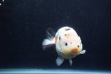 Milk Cow Ranchu  Calico 4.5 Inch (ID#1224R10c-84) Free2Day SHIPPING