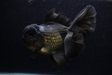 Giant Thai Oranda  Black 7.5 Inch (ID#0107T13a-112)