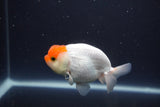 Tancho Lionchu  Red White 3.5 Inch (ID#1108R2c-79) Free2Day SHIPPING