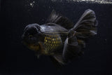 Giant Thai Oranda  Black 7.5 Inch (ID#0107T13a-112)