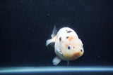 Milk Cow Ranchu  Calico 4.5 Inch (ID#1224R10c-84) Free2Day SHIPPING