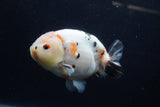 Milk Cow Ranchu  Calico 4.5 Inch (ID#1224R10c-84) Free2Day SHIPPING