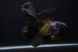 Giant Thai Oranda  Black 7.5 Inch (ID#0107T13a-112)