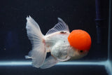 Thai Oranda  Red Cap 5 Inch (ID#1022To13a-49) Free2Day SHIPPING