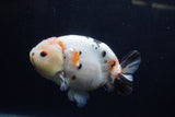 Milk Cow Ranchu  Calico 4.5 Inch (ID#1224R10c-84) Free2Day SHIPPING