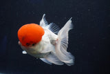 Thai Oranda  Red Cap 5 Inch (ID#1022To13a-49) Free2Day SHIPPING