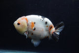 Milk Cow Ranchu  Calico 4.5 Inch (ID#1224R10c-84) Free2Day SHIPPING